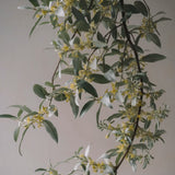 Handskrubb 'Silverberry' 70 ml