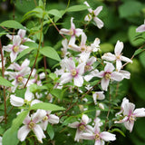 Doftschersmin 'Petite Perfume Pink'