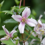 Doftschersmin 'Petite Perfume Pink'