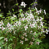 Doftschersmin 'Petite Perfume Pink'