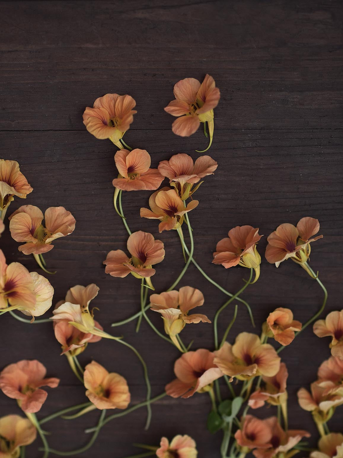 Dvärgkrasse 'Apricot' på en bänk, närbild på blomman
