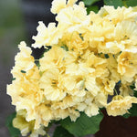 Dvärgkrasse 'Double Delight Cream' buske med blekgula blommor 
