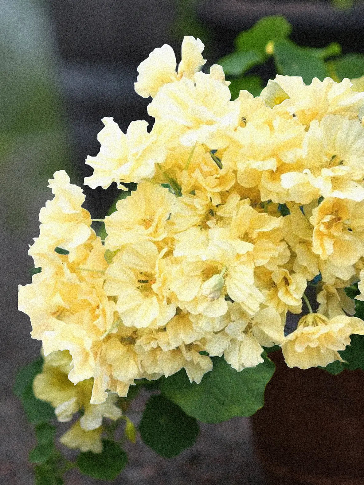Dvärgkrasse 'Double Delight Cream' buske med blekgula blommor 