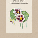 Tropaeolum minus 'Orchid Cream' Fröpåse