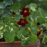 Dvärgkrasse 'Troika Velvet'