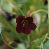 Dvärgkrasse 'Troika Velvet'