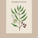 Eukalyptus  Tereticornus