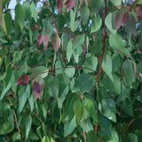 Eukalyptus  Tereticornus