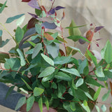 Eukalyptus  Tereticornus