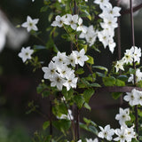 Klematis (Sen.Storbl.) FOREVER FRIENDS