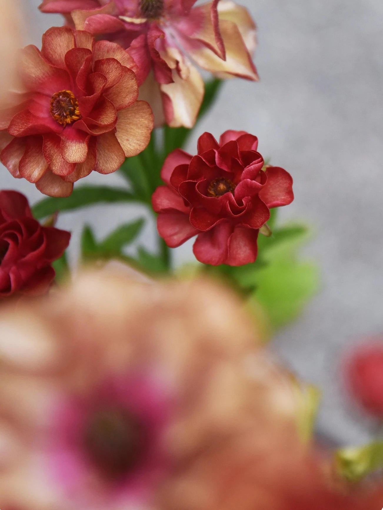 Hades Ranunculus Fjärilsranunkel 'Butterfly Hades'® – Zetas Trädgård