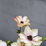 Fjärilsranunkel 'Butterfly Hestia'®