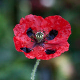 Fläckvallmo 'Ladybird' barrot