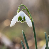 Snödroppe 'Hippolyta'