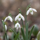 Snödroppe 'S. Arnott'