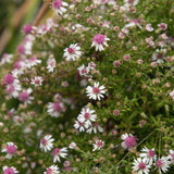 Grenaster 'Horizontale'