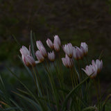 Tulpan 'Hilde'