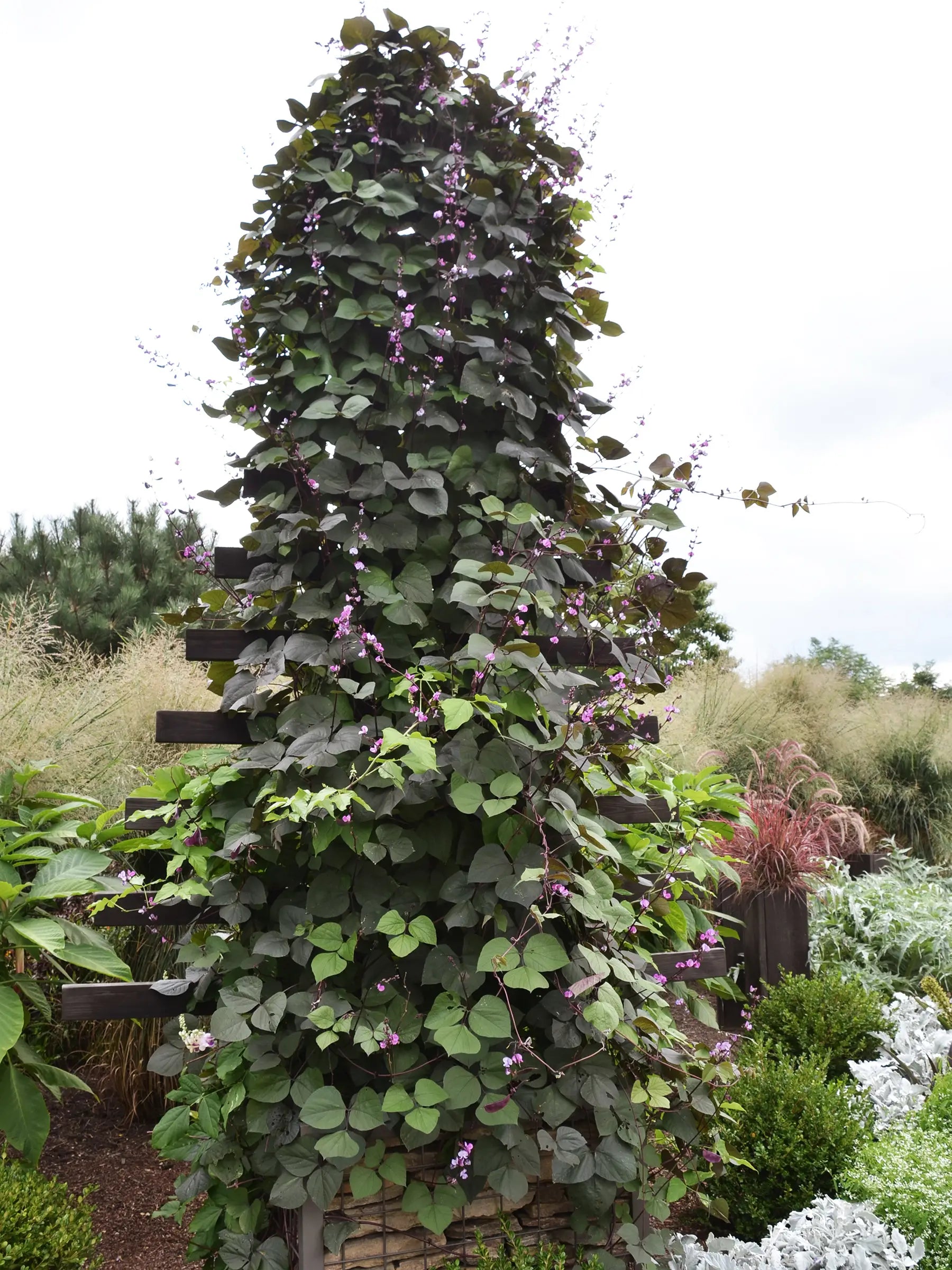 Zetas Garden – Zetas Trädgård