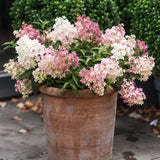Syrenhortensia 'Groundbreaker Blush'
