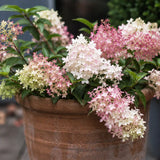 Syrenhortensia 'Groundbreaker Blush'