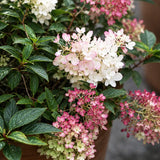 Syrenhortensia 'Groundbreaker Blush'
