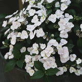 Hortensia 'Runaway Bride'