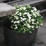 Hortensia 'Runaway Bride'