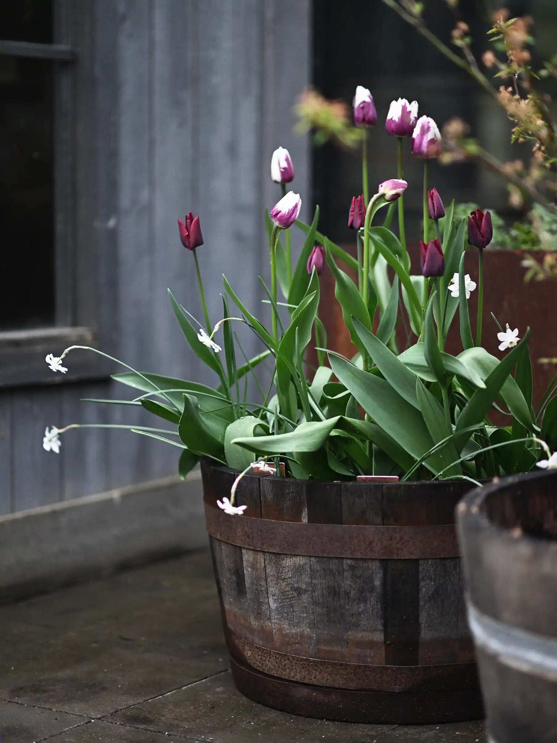 VÅRBLOMMANDE LÖKAR