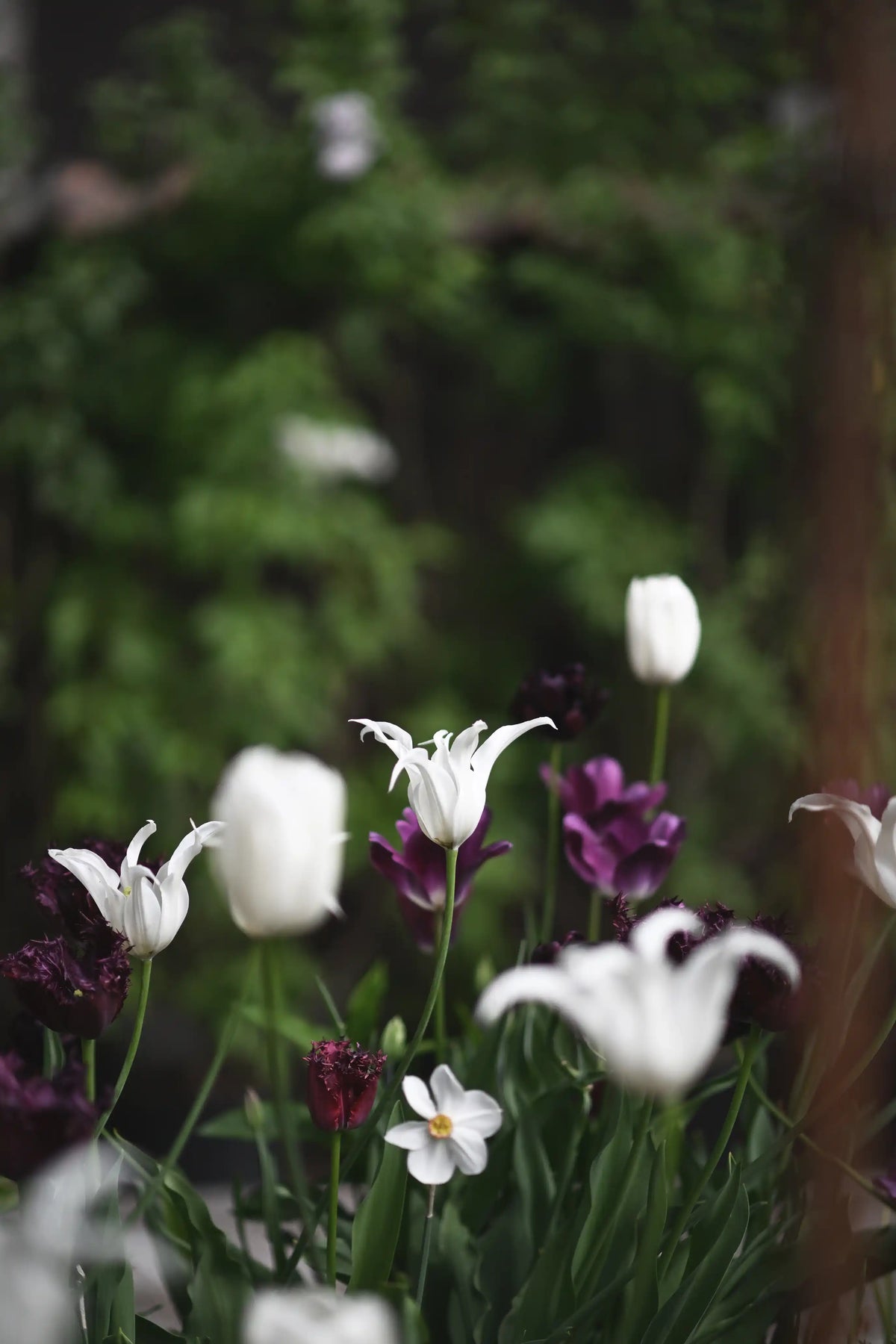 UPPTÄCK ÅRETS VÅRBLOMMANDE LÖKAR