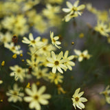 Höstöga 'Moonbeam'