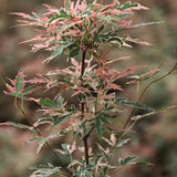 Japansk lönn 'Taylor'