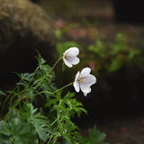 Kashmirnäva 'Kashmir White'