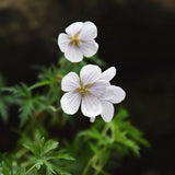 Kashmirnäva 'Kashmir White'