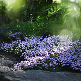 Kaskadtimjan 'Odoratus'