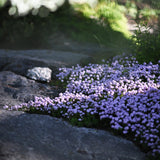 Kaskadtimjan 'Odoratus'