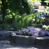 Kaskadtimjan 'Odoratus'
