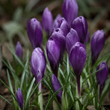 Krokus 'Flower Record'  EKO