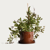 Kruka 'Gro' Mellan Ø20,5 cm Iron Oxide