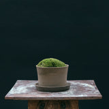 Kruka 'Gro' Liten Sage Green