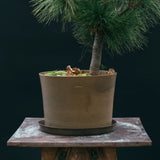 Kruka 'Gro'  Stor Sage Green