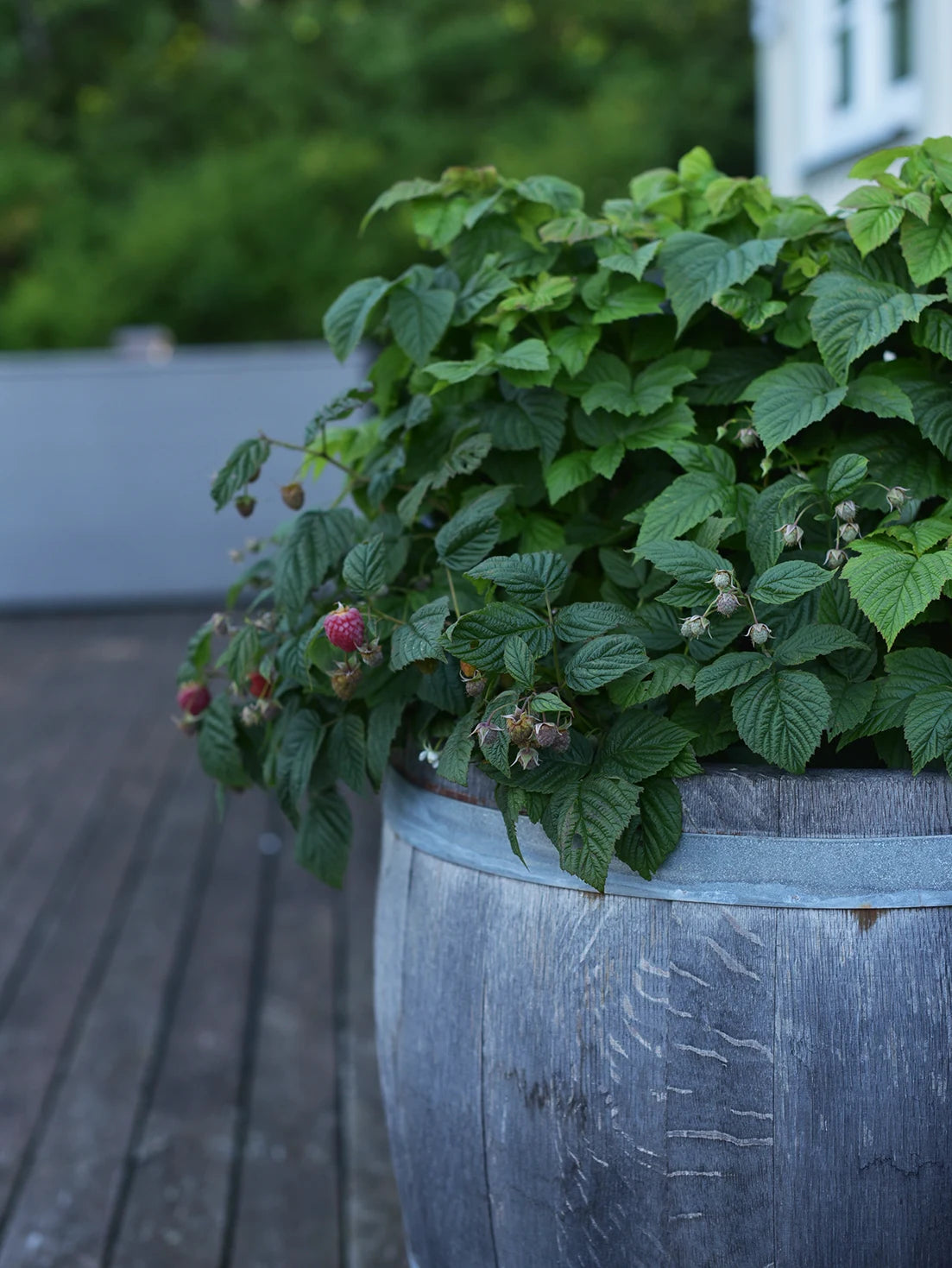 Compact Raspberry Shortcake Plant Plantera klematis - vår guide – Zetas Trädgård