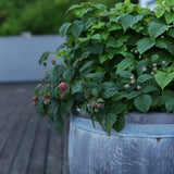 Krukhallon 'Raspberry Shortcake'