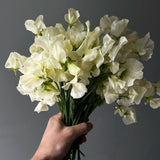 Luktärt 'Mrs Collier'