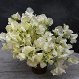 Luktärt 'Mrs Collier'