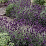 Lavendel 'Hidcote', Stort exemplar