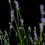 Lavendel 'Hidcote', Stort exemplar