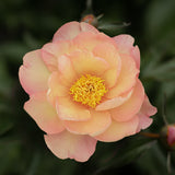 Pion (Itoh) 'Singing in the Rain'