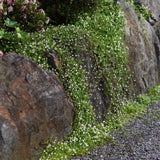 Murreva 'Globosa Rosea'