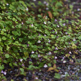 Murreva 'Globosa Rosea'