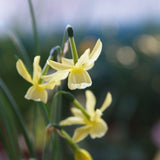 Narciss 'Angel's Breath'